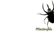 Masterfine banner